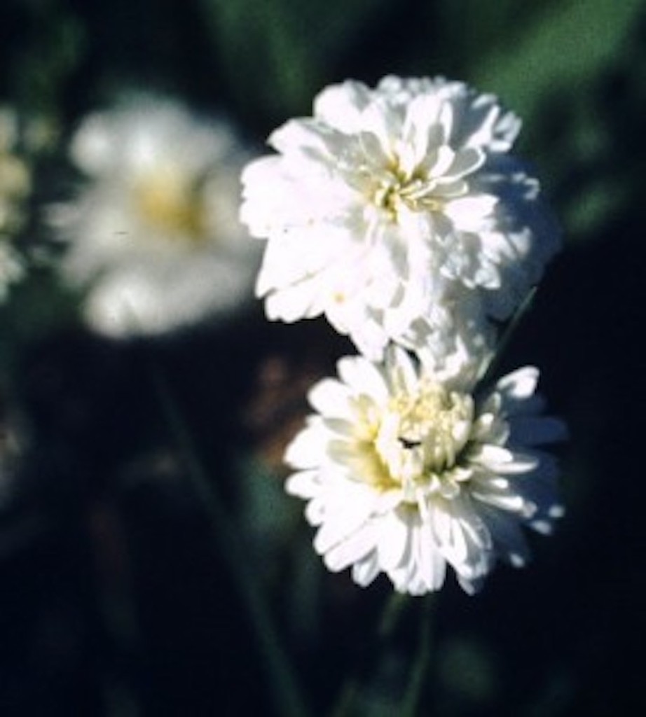 camomille